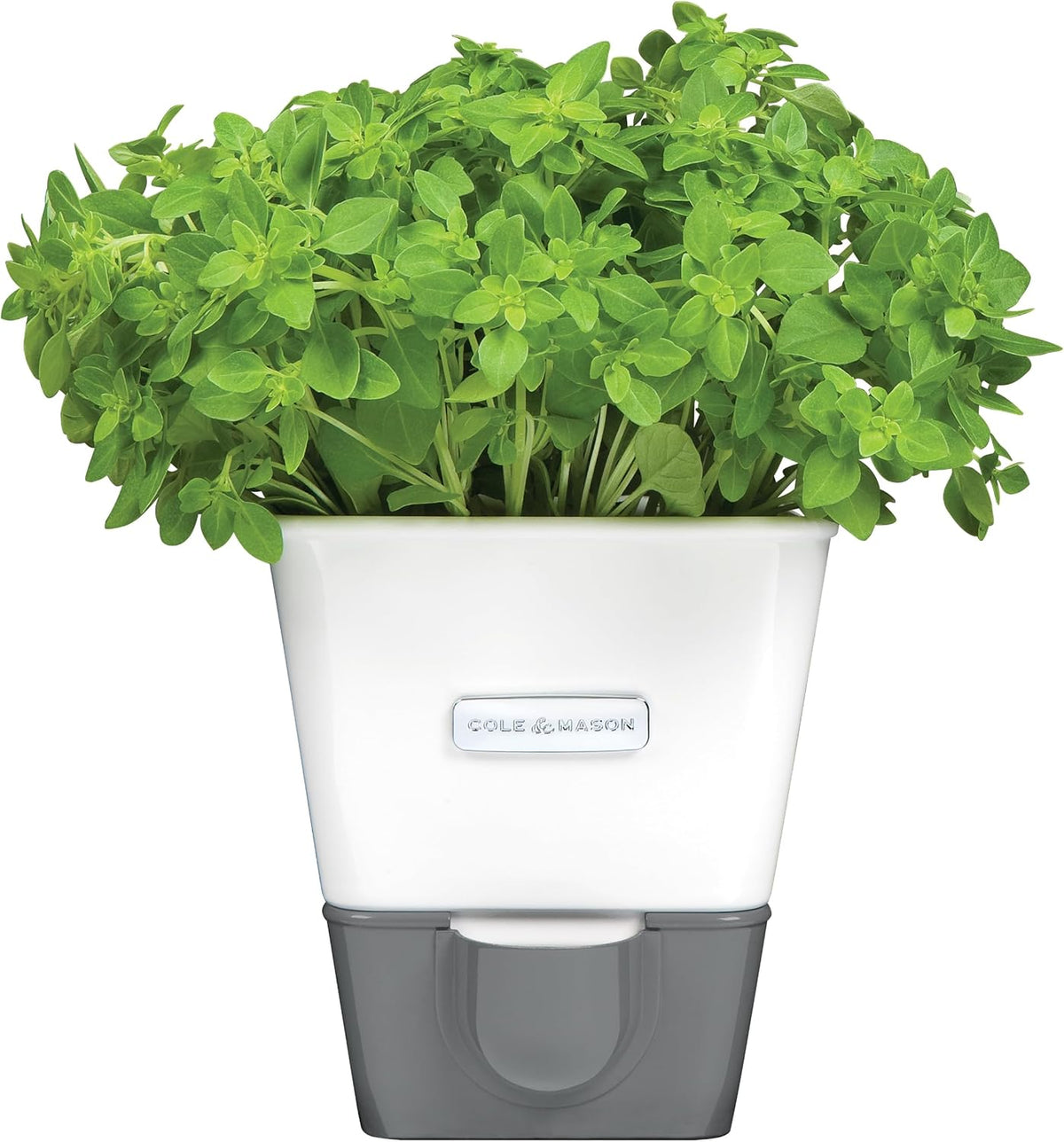 Cole & Mason Self-Water Herb Keeper - Potted Herb Saver with Hydro Pad & Pour Spout - Fresh Herb Keeper for Refrigerator - Herb Storage & Container